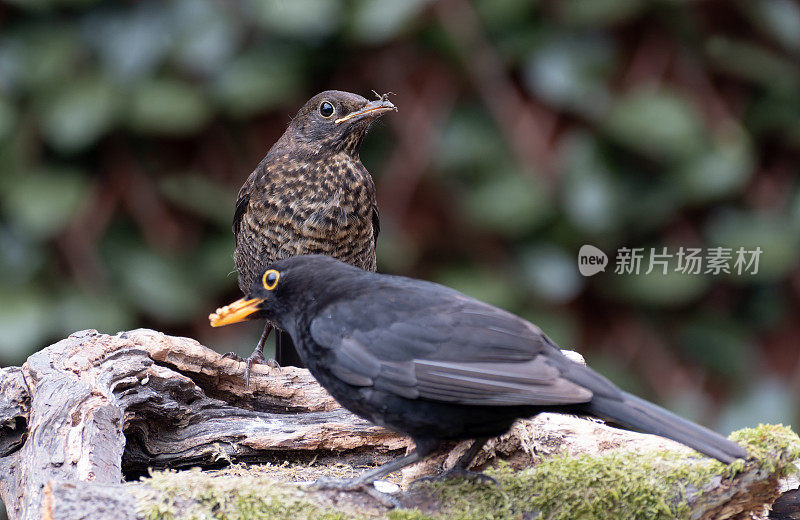 栖息在树枝上的黑鸟(Turdus merula)